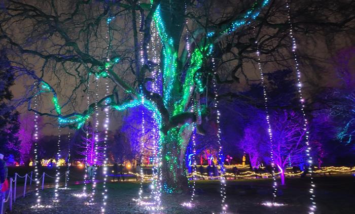 Illuminationa at Bute Park
